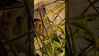 Grown under SunPlix G2 LED grow light