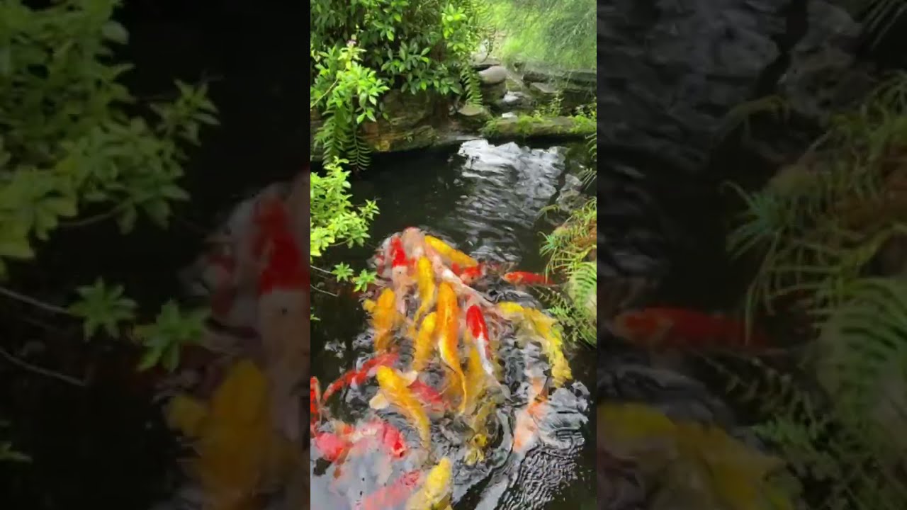 The Most Expensive Koi Fish In The World#17 Most RARE and AMAZING KOI ...