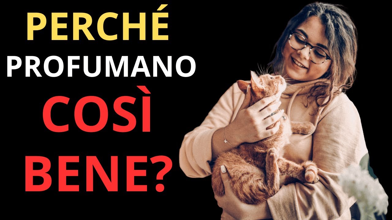 Il segreto del profumo dei gatti: perché hanno un odore così buono!