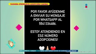 Yadhira Carrillo Comparte Su Número De Celular Para Promover La Adopción Canina De Primera Mano