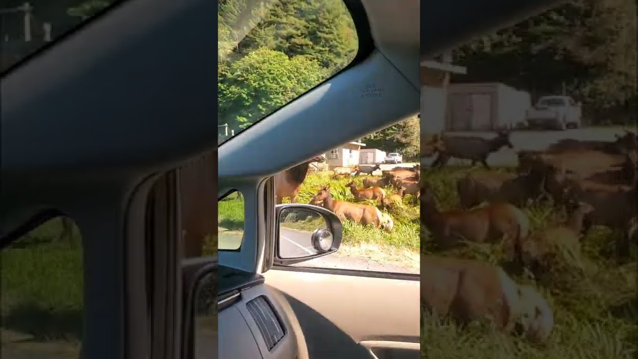 Elk Sighting on 101