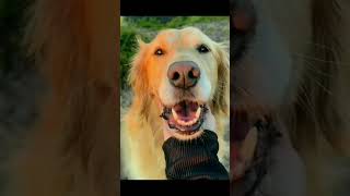 Funny,cute,adorable Golden Retrievers dogs pets video! ❤️🐶🐕 #dog #pets #goldenretriever #cute #video
