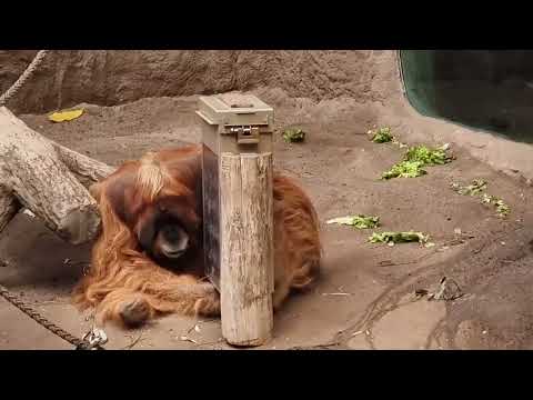 A male of Sumatran orangutan