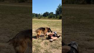 Senior dog’s summer fun #shorts