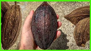Cómo Secar Cacao Mazorca/ Fruto en 4 pasos para Conservarlas e Exhibirlas
