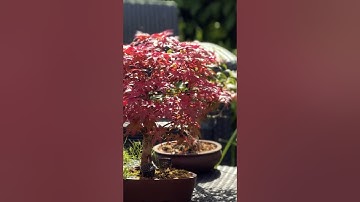 The SECRETS of successful bonsai pruning. When to cut or grow
