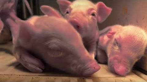 SmartGuard, by SwineTech "The eyes and ears that producers have been looking for"