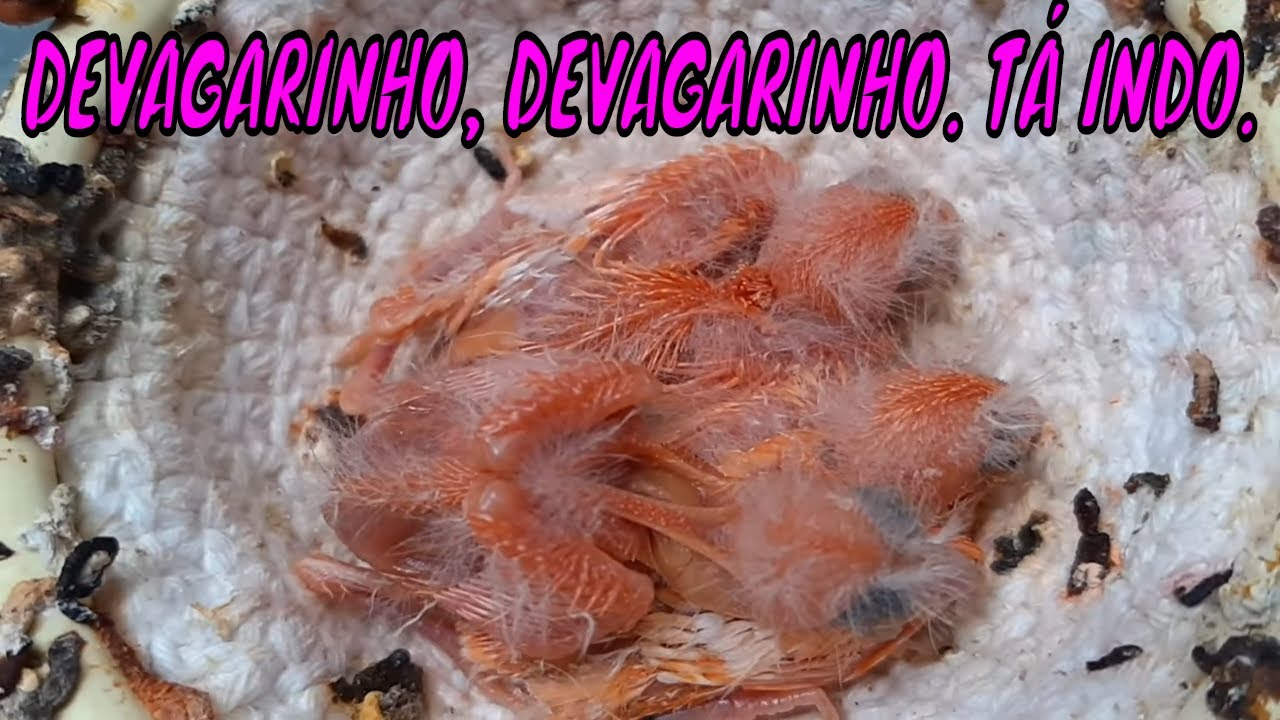 DEVAGARINHO, DEVAGARINHO. TÁ INDO. - YouTube