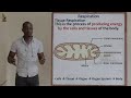 15 Respiration Introduction And Phases Of Respiration Biology Form 2 15 Respiration Introduction And Phases Of Respiration Biology Form 2