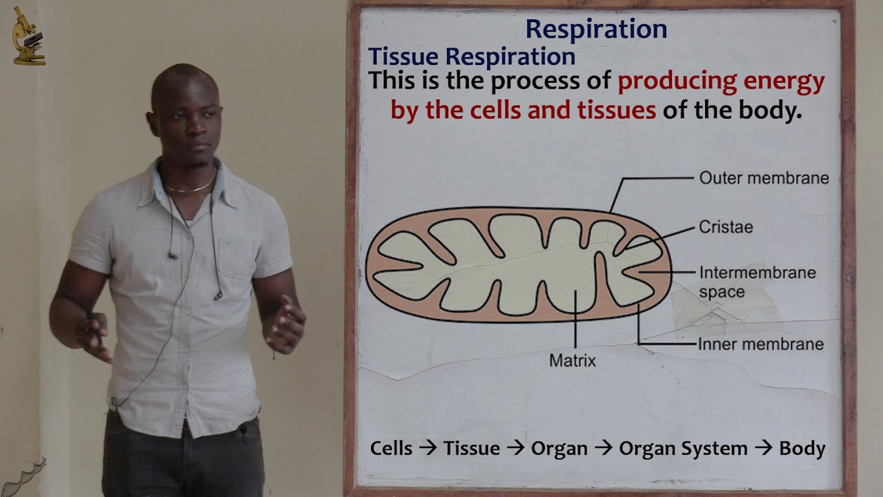 ⁣15. Respiration; Introduction and Phases of Respiration Biology Form 2