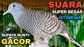 Download lagu Perkutut Lokal Gacor Suara Kung Besar Pancingan Burung Perkutut Agar Bunyi.