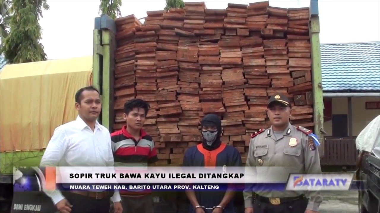 SOPIR TRUK  BAWA  KAYU  ILEGAL DITANGKAP YouTube