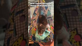 Pet Rats Fight Over New Toys (Ratty Box - January)
