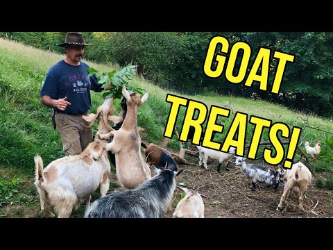 Video: Vor mânca caprele iarbă de capră?