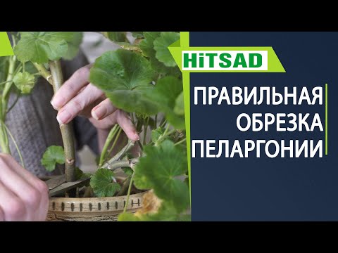 Как обрезать Пеларгонию для пышного цветения ☘ Обрезка Герани на зиму