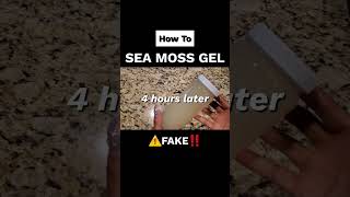 Make Your OWN Sea Moss Gelseamoss  seamossgel  holistichealth