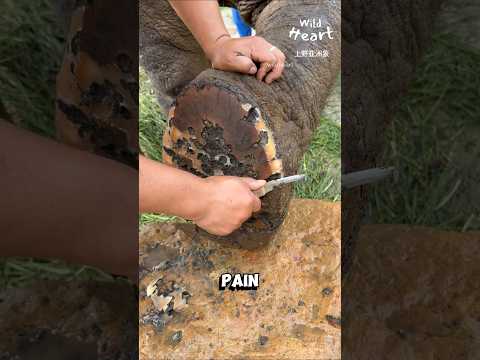 How Elephants Get A Pedicure