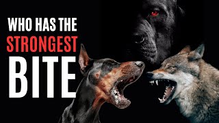 Most Dangerous Dogs: Strongest Dog Bite Force Chart From Husky to Cane Corso