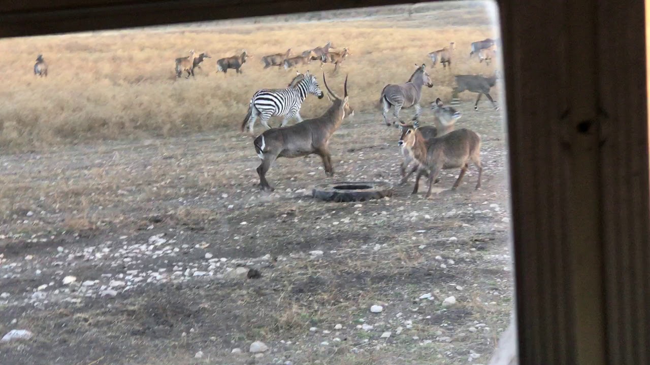YO Ranch Zebras San Antonio 2018 YouTube