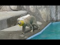 Momo the Polar Bear jumps into the water, kicking away her favorite toys, at Hamamatsu Zoo, Japan