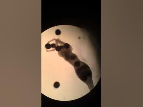 how many brine shrimp can one hydra eat