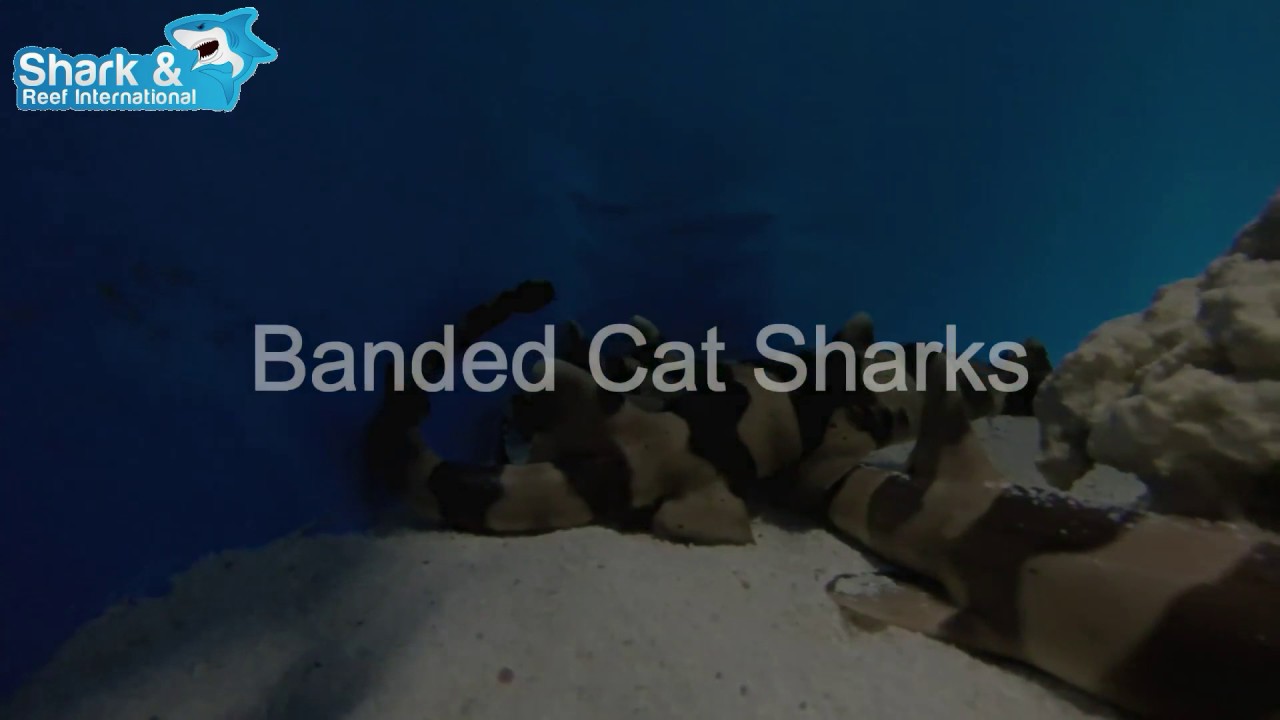 Banded Cat Sharks Video YouTube