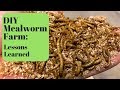 DIY Mealworm Farm: Lessons Learned