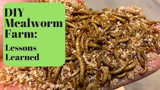 DIY Mealworm Farm: Lessons Learned