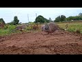 How I Trapped a Wild Dove Using Ancient Techniques." Secrets of the Meadow #Global_Bird_Tales