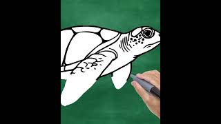 Sea Turtle #ruabien #sketch