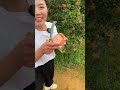 Beautiful Nature Inspur Fresh Fruit Wonderful Video Of Industry 6262 Beautiful Nature Inspur Fresh Fruit Wonderful Video Of Industry 6262