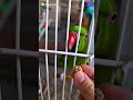 #parrot#talkingparot#birds