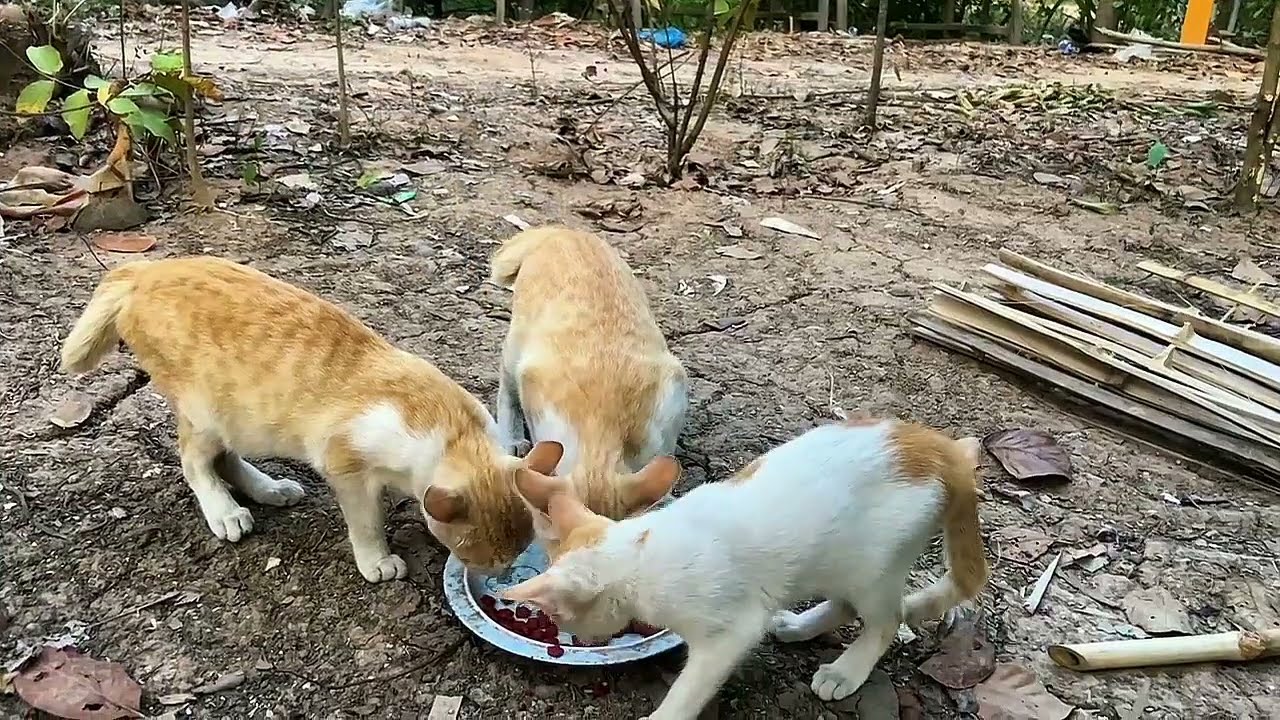 "Paws & Petals: Cats Exploring Gardens & Forests"🐾🐈🌿