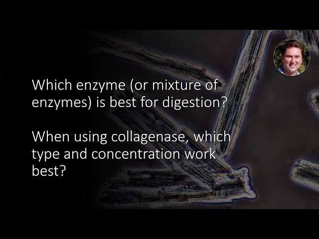 Which enzyme (or mixture of enzymes) is best for digestion of the heart for cardiomyocyte isolation?
