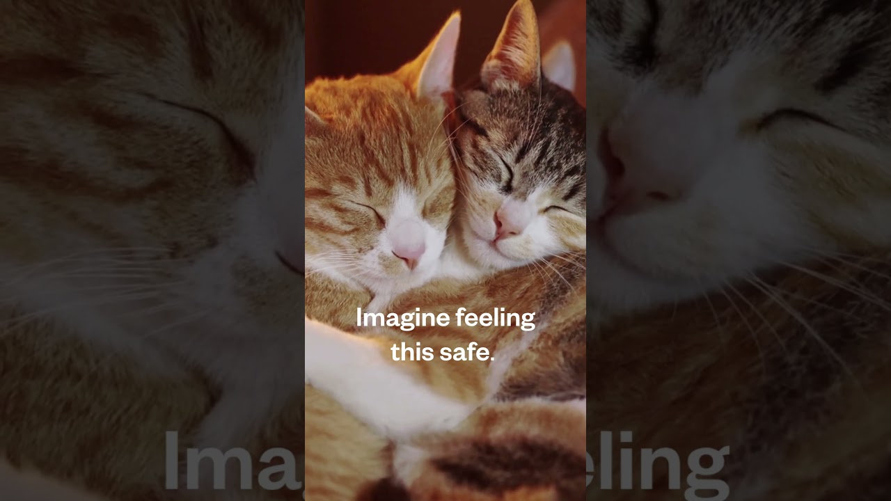Can a Purring Cat Calm Your Nervous System?