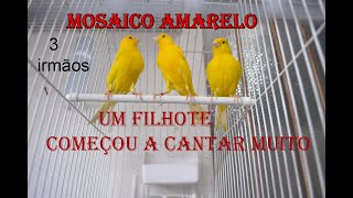 Um filhote cantando muito/ MOSAICO AMARELO