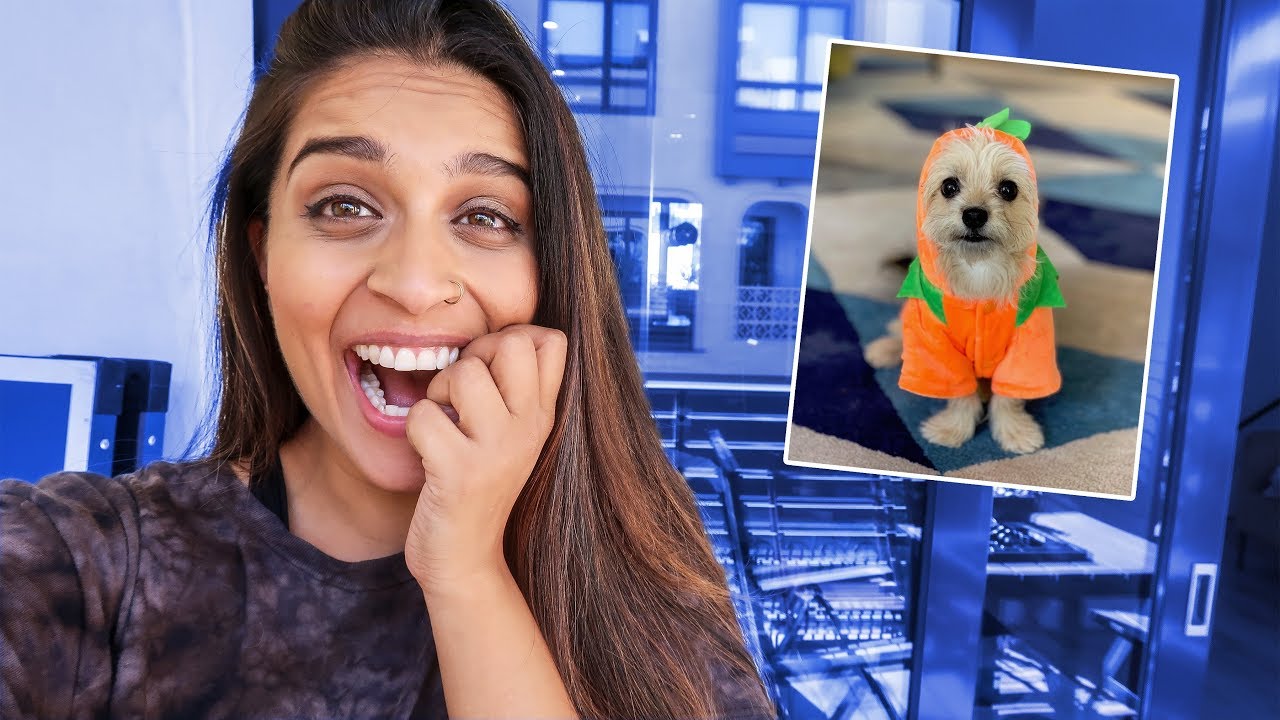 DOG HALLOWEEN COSTUME HAUL YouTube