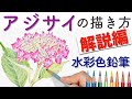 紫陽花の描き方（ゆっくり字幕解説編）【水彩色鉛筆で花を描く方法】How to Draw a HydrangeaFlower in Watercolor pencils