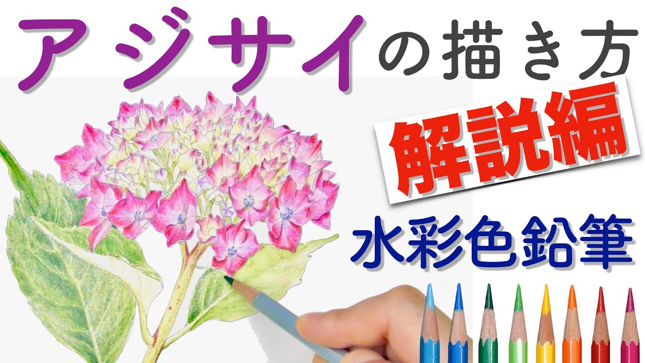 紫陽花の描き方 ゆっくり字幕解説編 水彩色鉛筆で花を描く方法 How To Draw A Hydrangeaflower In Watercolor Pencils Youtube