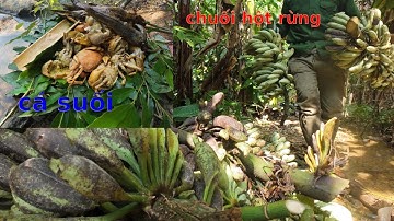 Đi lấy chuối hột rừng .Thả lợp bẫy cá suối mùa nước rút - Camera Thợ rừng