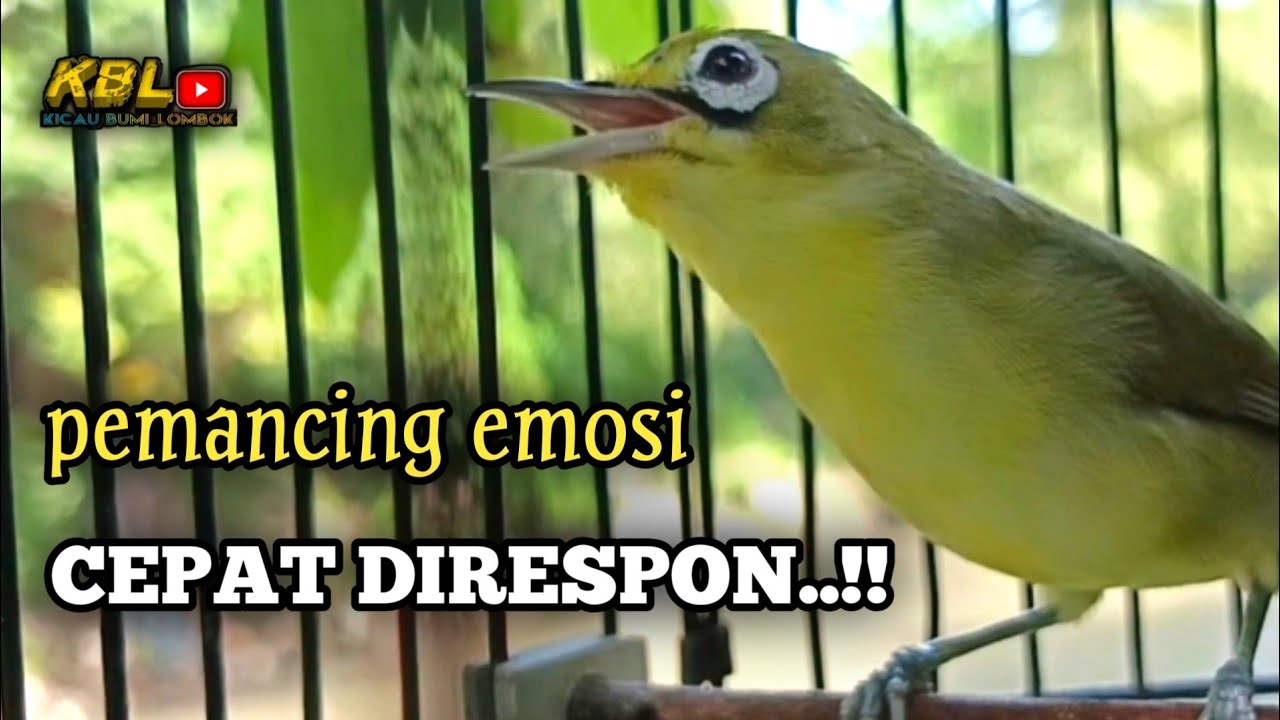 CIAK CIAK JOSS KECIAL KUNING AMPUH||PANCINGAN KECIAL MALAS BUNYI||