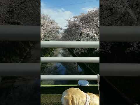 キャンピングカーと旅犬の花見 #short #cherryblossom