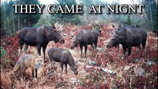 MOOSE FAMILY CAUGHT ON CAMERA: CALF EATS APPLES, NIGHT VISITS & WILD FOREST MOMENTS screenshot 5