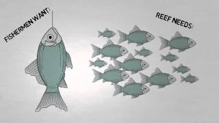 BIG FISH small fish: How will climate change affect reef fish?