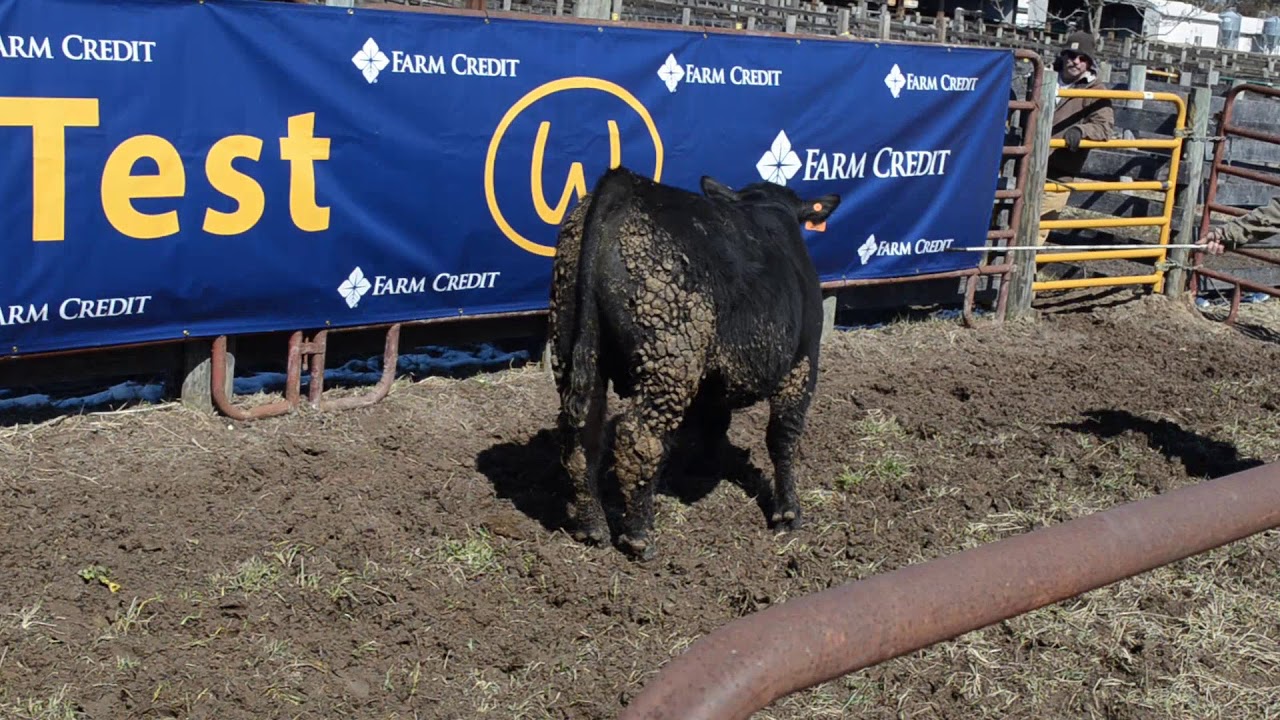 2019 Wardensville Bull Test Tag 214 YouTube