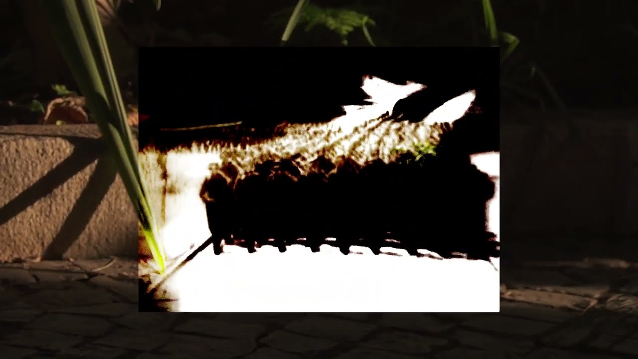 Rui Gaio - everyday 058: Coded Arms