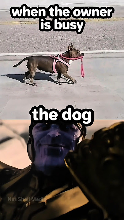 that's Thanos reincarnated as a dog🤯