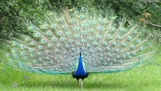 peacock flying indian