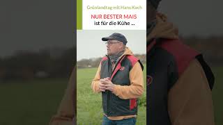 BESTE Maissilage für die Kühe, der Rest geht in Biogasanlage | Grünlandtag mit Hans Koch #mais