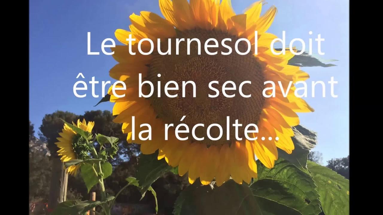 Tournesol : floraison, quand le couper, récupérer les graines